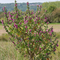 malva_arborea5md (Malva arborea)
