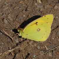colias_croceus6md (Colias croceus)