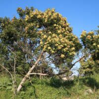 acacia_mearnsii5md (Acacia mearnsii)