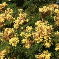 acacia_mearnsii6md (Acacia mearnsii)