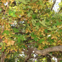 acer_monspessulanum6md (Acer monspessulanum)