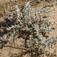 achillea_maritima8md (Achillea maritima)