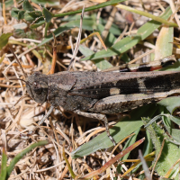 aiolopus_strepens5md (Aiolopus strepens)