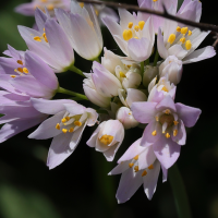 allium_roseum10md (Allium roseum)