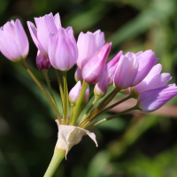 allium_roseum9md (Allium roseum)