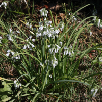 Allium triquetrum (Ail triquètre)
