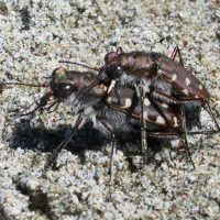 calomera_littoralis_nemoralis2bd (Calomera littoralis ssp. nemralis)