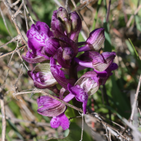 anacamptis_morio12md (Anacamptis morio)