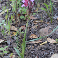 anacamptis_papilionacea8md (Anacamptis papilionacea)