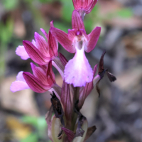 anacamptis_papilionacea9md (Anacamptis papilionacea)