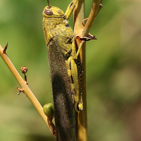 anacridium_aegyptium8md (Anacridium aegyptium)