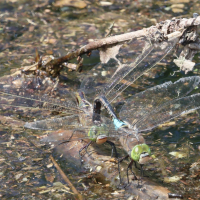anax_parthenope6bd (Anax parthenope)