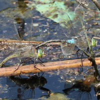 anax_parthenope7md (Anax parthenope)