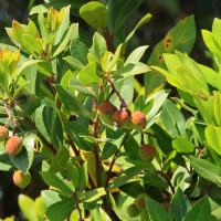 arbutus_unedo6mdjpg (Arbutus unedo)