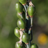 asphodelus_ramosus3md (Asphodelus ramosus)
