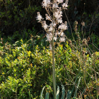 asphodelus_ramosus5md (Asphodelus ramosus)