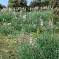 asphodelus_ramosus7md (Asphodelus ramosus)