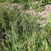 avena_barbata4md (Avena barbata)