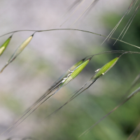 avena_barbata5md (Avena barbata)
