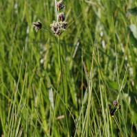 bolboschoenus_maritimus5md (Bolboschoenus maritimus)
