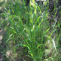 briza_maxima5md (Briza maxima)