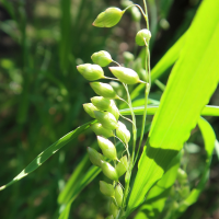 briza_maxima6md (Briza maxima)