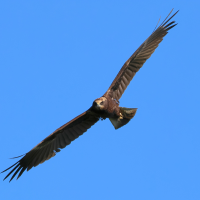 busard_des_roseaux_-_circus_aeruginosus3bd (Circus aeruginosus)