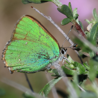 callophrys_rubi5bd (Callophrys rubi)