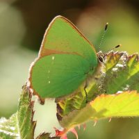 callophrys_rubi6md (Callophrys rubi)
