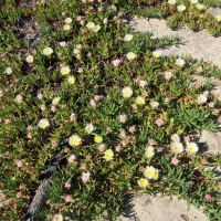 carpobrotus_edulis13md (Carpobrotus edulis)