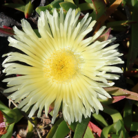 carpobrotus_edulis14md (Carpobrotus edulis)
