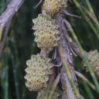 casuarina_cunninghamiana10md (Casuarina cunninghamiana)