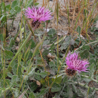 centaurea_sphaerocephala6md (Centaurea sphaerocephala)
