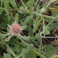 centaurea_sphaerocephala7md (Centaurea sphaerocephala)