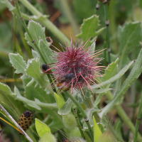 centaurea_sphaerocephala8md (Centaurea sphaerocephala)
