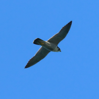 faucon_pelerin_-_falco_peregrinus8bd (Falco peregrinus)