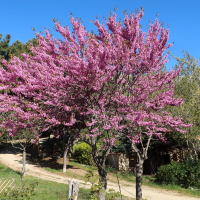 Cercis siliquastrum (Arbre de Judée)