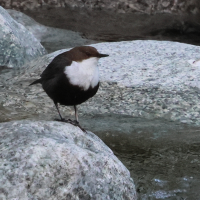 cincle_plongeur_-_cinclus_cinclus6bd (Cinclus cinclus)
