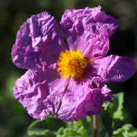 cistus_creticus3md (Cistus creticus)