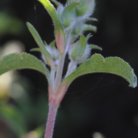 cistus_creticus4md (Cistus creticus)