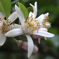 citrus_sinensis7md (Citrus sinensis)