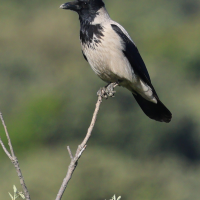 corneille_mantelee_-_corvus_cornix2bd (Corvus cornix)