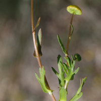 cotula_coronopifolia5md (Cotula coronopifolia)