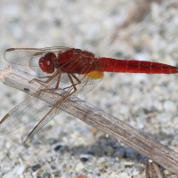 crocothemis_erythraea6bd (Crocothemis erythraea)