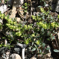 cruciata_glabra3md (Cruciata glabra)