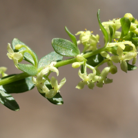 cruciata_glabra4md (Cruciata glabra)