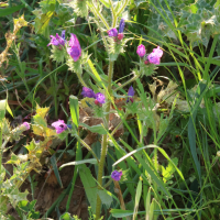 echium_plantagineum6md (Echium plantagineum)