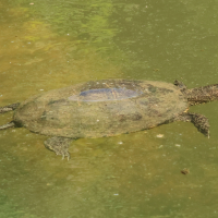 emys_orbicularis6md (Emys orbicularis)