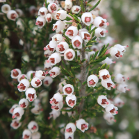 erica_arborea5md (Erica arborea)