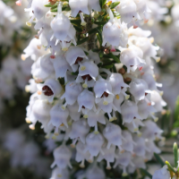 erica_arborea6md (Erica arborea)